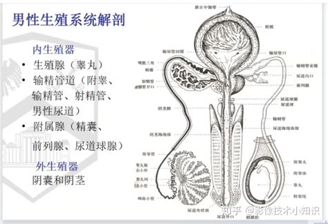 男性生殖器|男性生殖系统